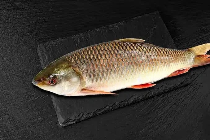 Ruhu Fish ( রুই মাছ) চাষের মাছ